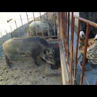 辽宁野猪养殖前景 特种野猪肉价格批发 