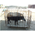 纯种野猪价格**，就到河北众鑫纯种野猪养殖基地 