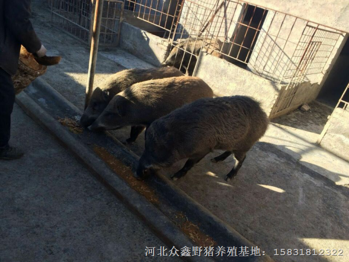 邯郸野猪苗 邯郸小野猪养殖场 野猪肉价格 