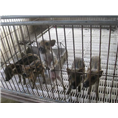 陕西野猪养殖场销售小野猪15831812322 
