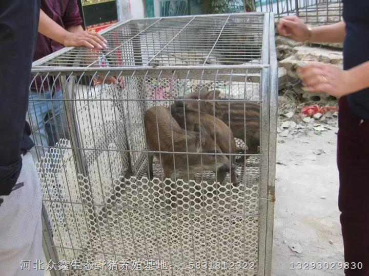 天津野猪|种猪、小猪仔、纯种野猪批发 