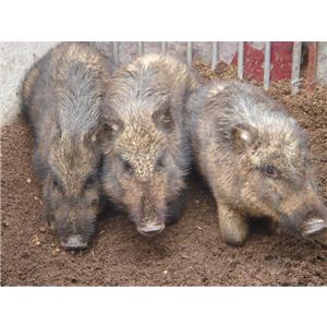 众鑫野猪养殖厂为安徽江苏山东北京提供纯种野猪 