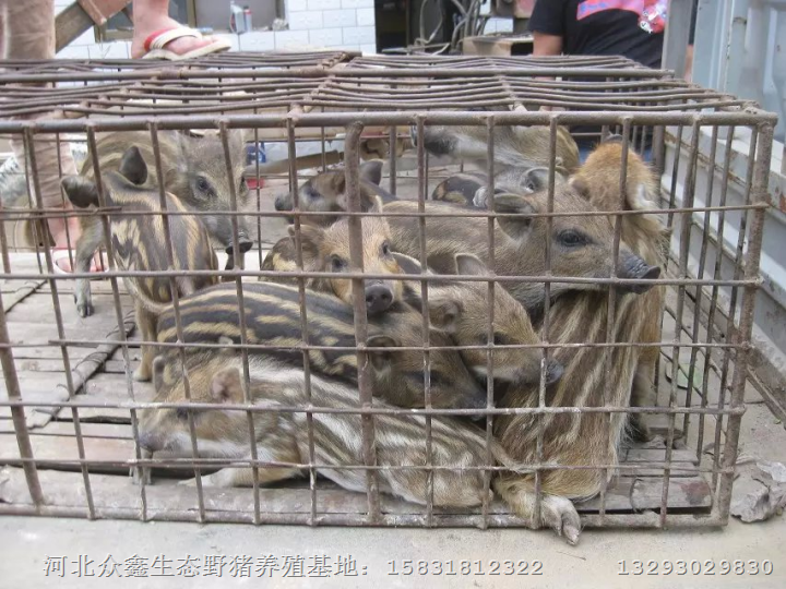 津南野猪肉批发、西青野猪养殖基地 