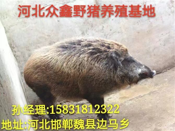 纯种野猪 纯种野猪养殖 纯种野猪价格查询。。 