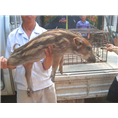 辽宁野猪养殖场哪里好？就到黑龙江吉林特种野猪养殖基地 