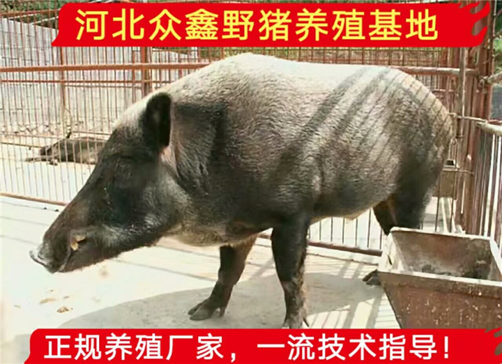 云南那里有野猪养殖？野猪仔价格多少钱一只 