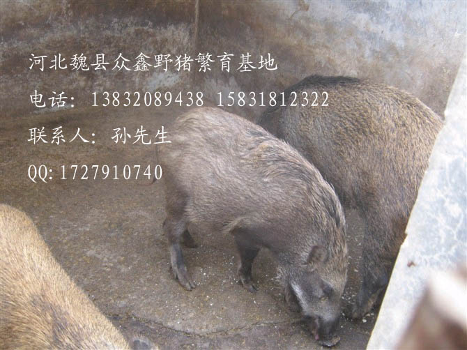 魏县野猪价格-河北野猪价格-河北特种养殖B-05