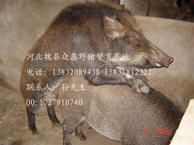 河北野猪价格-河北特种野猪养殖R-05