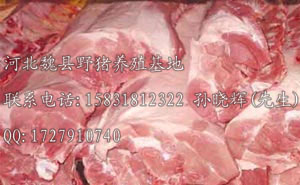 纯种野猪肉（河北野猪肉）价格全国** 