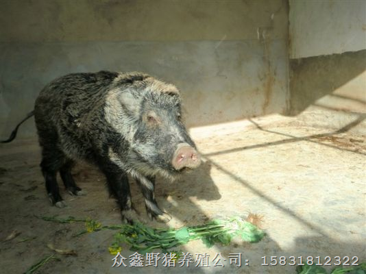 四川野猪养殖！江苏野猪肉！江西野猪养殖基地 