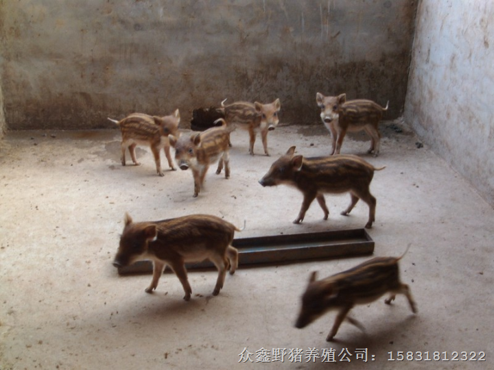 天津野猪养殖场常年出售各种大小特种野猪及野猪肉 
