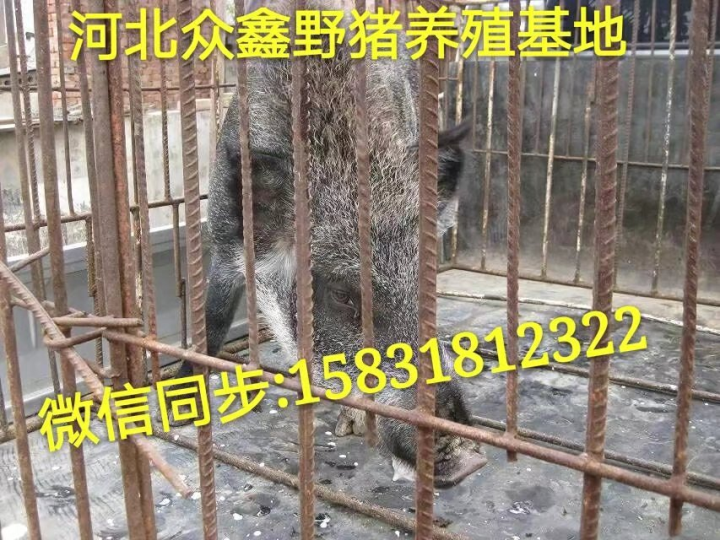 野猪市场价格 衡水小野猪养殖销售中心 