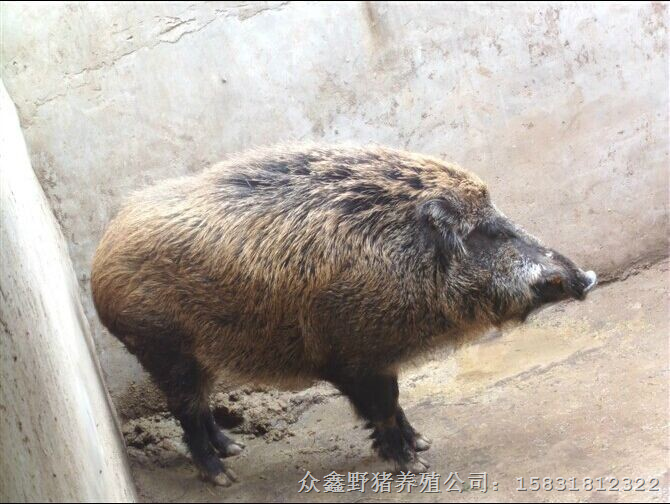 北京野猪 北京野猪苗 北京野猪养殖销售供应商 