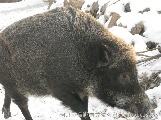 野猪肉的做法|野猪肉价格|特种野猪肉 