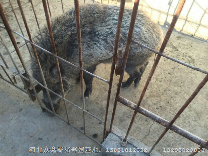 邯郸野猪肉 邯郸野猪苗 邯郸野猪养殖 