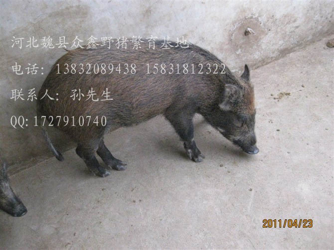 河北特种野猪养殖厂-魏县特种养殖野猪报价-86