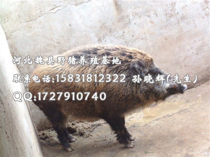 特种野猪养殖 野猪肉价格 河北野猪养殖厂家