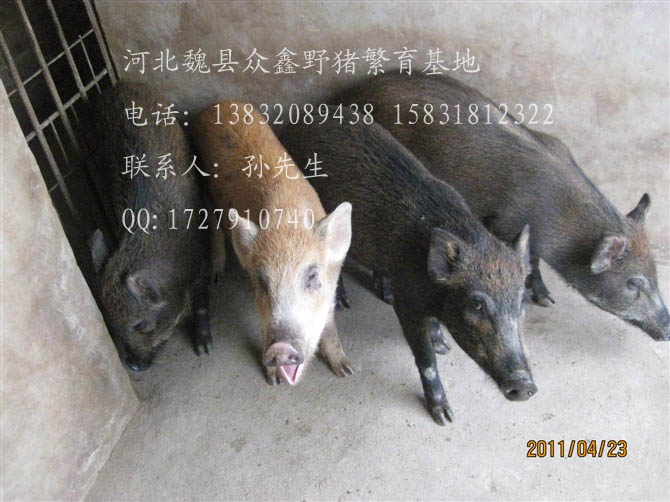 河北特种野猪养殖厂-魏县特种养殖野猪报价-84