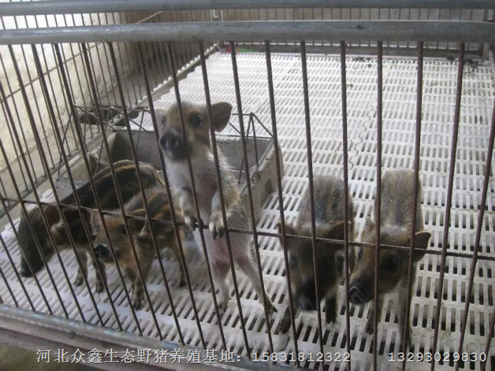 野猪肉价格高低？中国野猪肉价格走向 