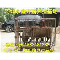 野猪行情 承德小野猪养殖繁育基地 