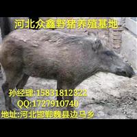 唐山野猪 河北**的野猪养殖交易中心 