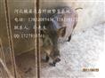 河北特种野猪价格-河北豪猪价格查询-56