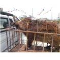 河南众鑫大型野猪养殖基地销售特种野猪 纯种野猪 野猪苗 