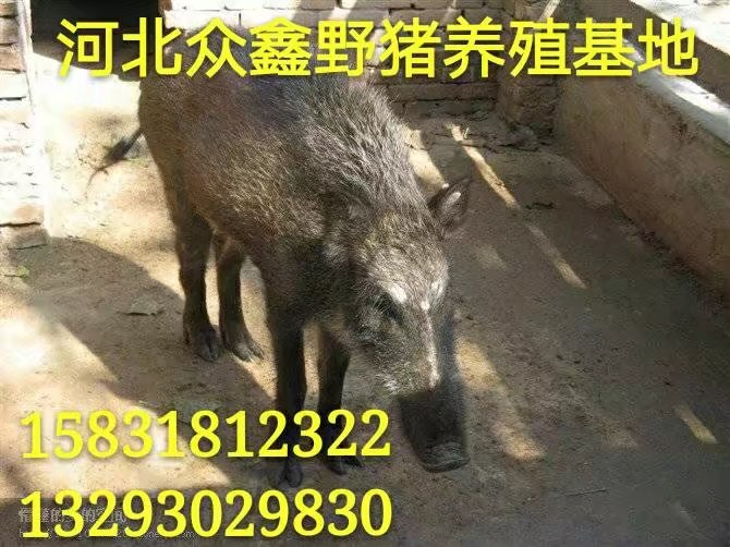 纯种野猪价格 张家口野猪养殖销售中心 