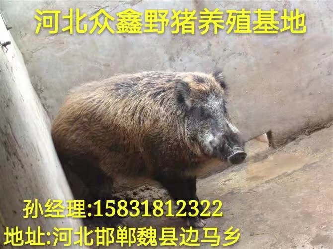 天津野猪养殖 蓟县特种野猪养殖基地 