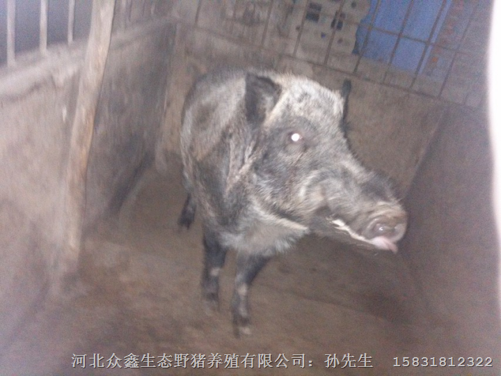 河南濮阳野猪肉 开封野猪养殖场 鹤壁野猪肉烤串 