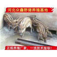 云南有卖野猪苗的吗？纯种野猪养殖场 