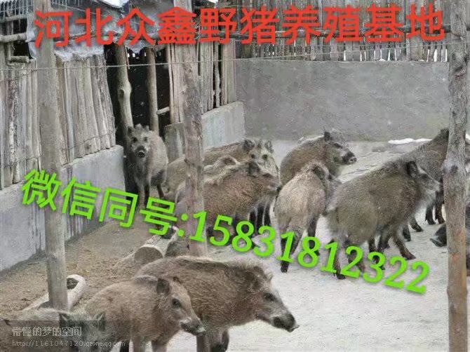 野猪养殖可行性报告  中国**的纯种野猪养殖基地 