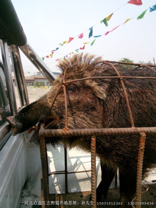野猪养殖场 辽宁众鑫大型野猪养殖繁育基地 