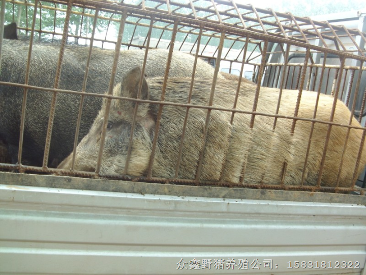 西安野猪养殖基地常年出售各种大小野猪及野猪肉 