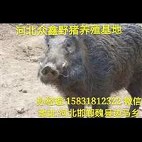 合肥特种野猪 安徽纯种野猪养殖基地 