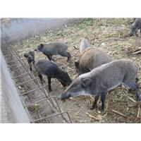 河北野猪肉价格|邯郸野猪肉批发 