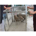 天津野猪|种猪、小猪仔、纯种野猪批发 