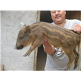 山西野猪苗|太原野猪养殖|晋城野猪养殖场 