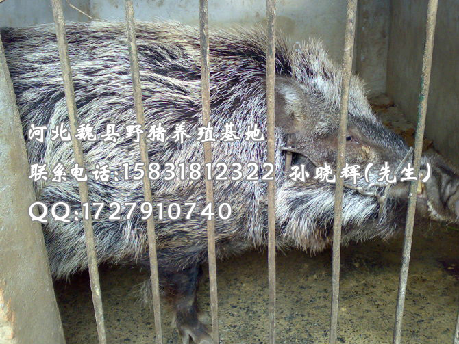 张家口特种野猪 邯郸纯种野猪 河北大型野猪养殖厂