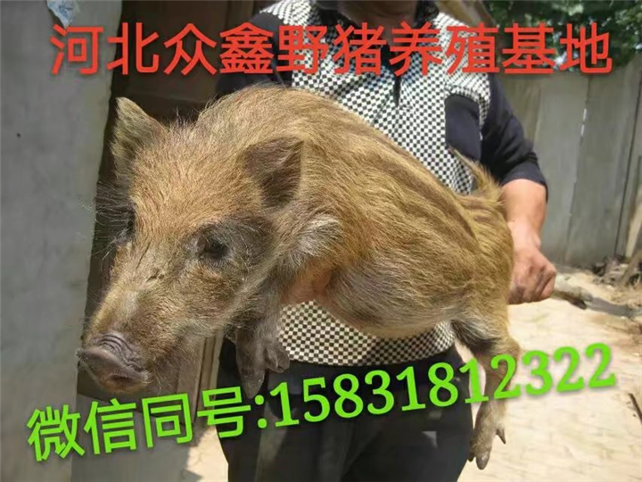 野猪养殖技术教程  云南野猪苗价格多少钱一只 