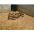 北京野猪养殖场天津野猪肉内蒙野猪苗价格 