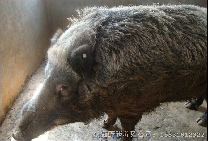 江西特种野猪养殖 纯种野猪养殖基地 