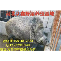 野猪行情 邯郸野猪养殖基地 