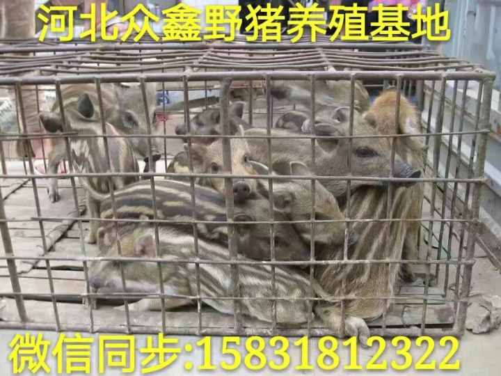 野猪行情 秦皇岛野猪养殖销售中心 