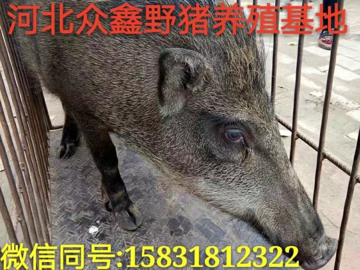 呼和浩特野猪养殖场  内蒙古生态野猪养殖基地 