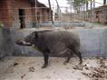 张家口特种野猪 邯郸纯种野猪 河北大型野猪养殖厂 