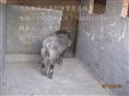 河北特种野猪养殖厂-魏县特种养殖野猪报价-94