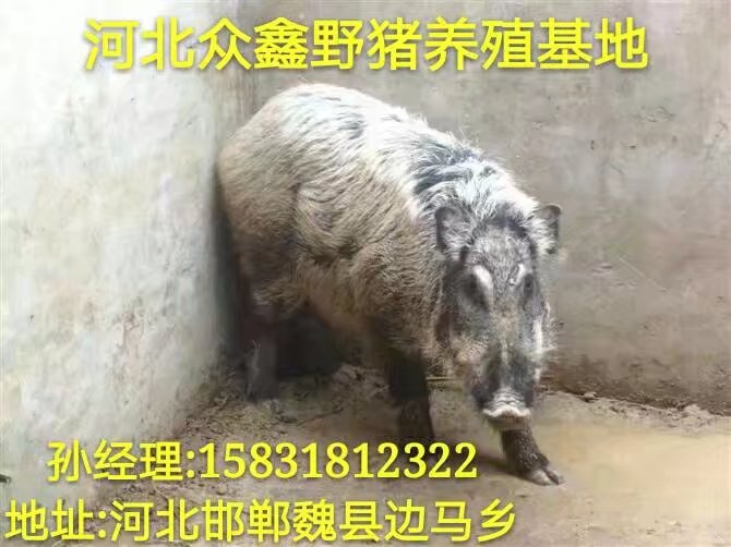 小野猪饲养基地 邯郸野猪养殖专业合作社 