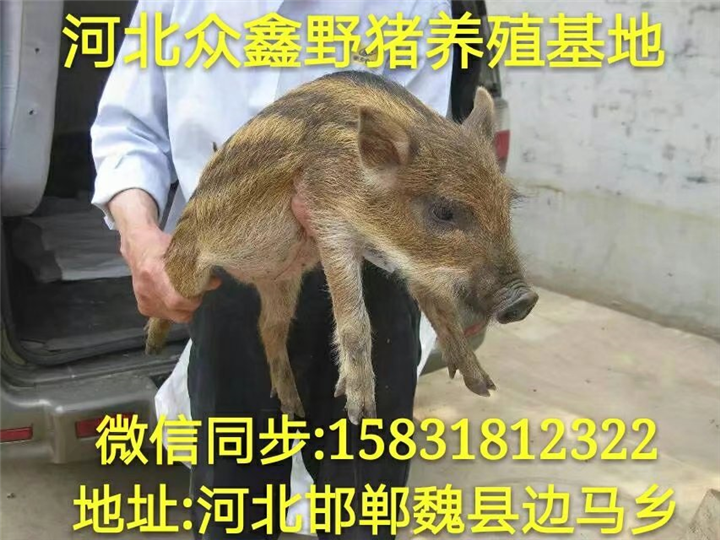 养殖特种野猪10头成本  广东野猪苗价格多少钱一只 