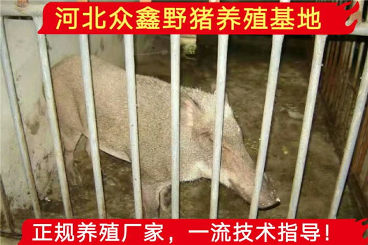 云南野猪养殖、云南本地有大型野猪养殖场吗 